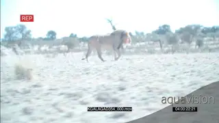 African Male Desert lion patrolling across TRAVELLING SHOT