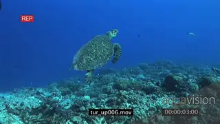 Hawksbill Sea Turtle swimming upwards towards surface UW