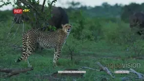 Side view shot of cheetah standing with white rhinos grazing in the background