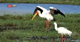 Yellow-billed stork and spoonbill stork searching for food