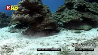 A reveal of a whitetip reef shark resting on the ocean floor then swim away