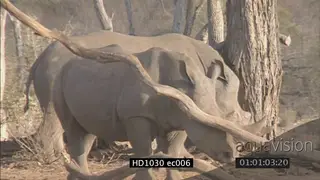 White Rhinos rubbing scratching themselves against trees MCU PAN MLS LS