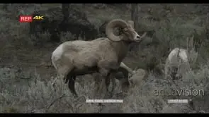 Bighorn Sheep herd standing on prairie looking around then walking and grazing