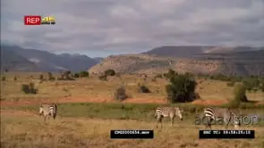 [3] Cape Mountain Zebras Alert Grazing and Running away from the Predator