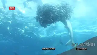 Cape Gannets with Dusky Sharks and Blacktip Sharks attacking and feeding on Sardines.