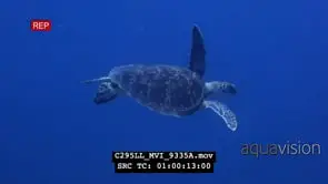 Hawksbill sea turtle on Mbwangawa coral reef hiding and swimming