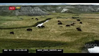 Bison herd grazing on the grass land WS