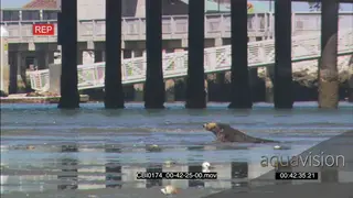 Sea Otter foraging in water MWS