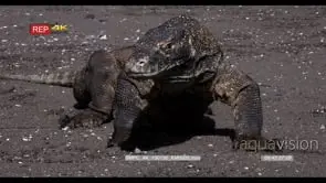 CU Front view, Komodo Dragon, Varanus komodoensis, Stares into camera