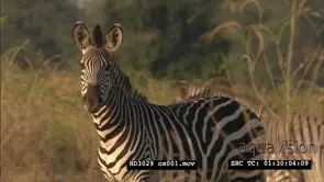 Common plains zebra looking towards camera PROFILE