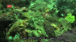 Cuttlefish mating and swimming underwater in ocean MLS TRA HAND