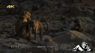 Chacma Baboons gathered on rocks, sitting, grooming and looking around.