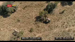 Aerial Drone African elephants and calve feeding off bushes