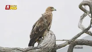 Tawny eagle perched on a tree branch, looking down and searching.