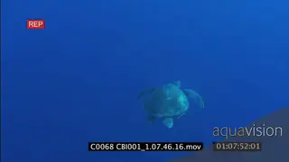 Hawksbill Sea Turtle swimming away from camera in open ocean WS