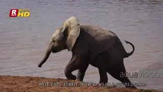 Elephant mother and baby walking out of the river