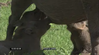 Warthog piglets [3] suckling on mom's teat MS