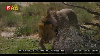 Close up shot of a cautious male lion walking straight past camera