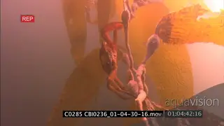 Red Tuna Crab feeding on kelp plants UNDERWATER