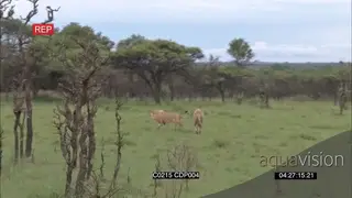 [2] Male Lions chasing one another play fighting and walks off together GENERAL BEHAVIOR