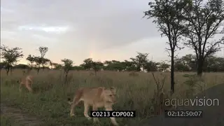 Sub adult male Lions walking at dusk with Rainbow in background MS