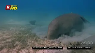 Close up front view shot of a dugong eating