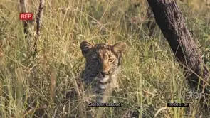 Juvenile Leopard sitting on bushveld looking at camera MS HAND