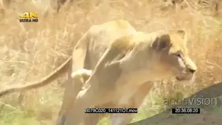 African Lioness chasing running across