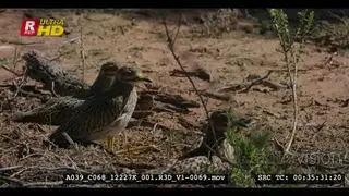 Close up shot of a parent spotted thick knee bird standing with two juvenile chicks