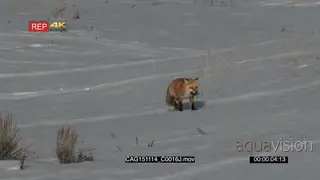 Red Fox walking on prairie LWS
