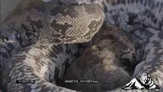 African Rock Python feeding on a mouse CU PAN FOCUS PULL
