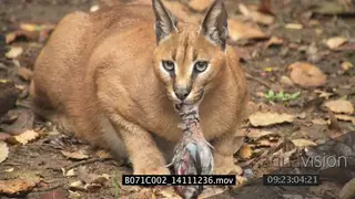 Caracal alerted scouting around feeding on a Cape turtle dove catch