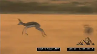 Springbok herd pronk, graze, run