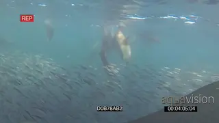 Cape Fur seals circling hunting feeding off Sardine baitball underwater HANDHELD