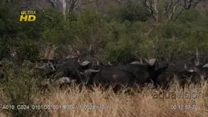 Herd of young and adult Cape buffalo migration display, gathered, standing.