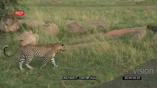 Leopard walking on bushveld looking around LS PAN HAND