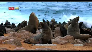 Three adult cape fur seals sniffing the air