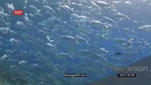 School of Talang Queenfish with Black Triggerfishes swimming towards camera on coral reef.