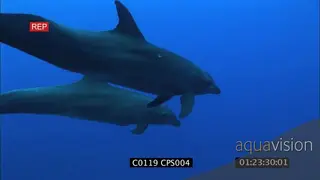 A pair of bottlenose dolphins swimming around UW