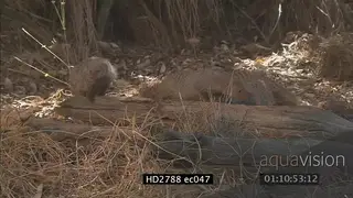 Banded Mongoose band hunting Mozambique Spitting Cobra trying to escape in bushveld LS