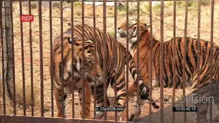 Endangered Tigers held in captivity