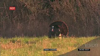 Turkey foraging around WS