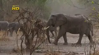 Young and adult African Elephant walking in the rain.