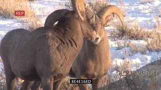 Bighorn Sheep standing on snowy prairie looking at camera MLS