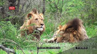 African Lion laying on bushveld looking around and another sleeping 2S MS