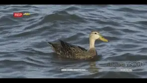 1 male mottled duck floating on water