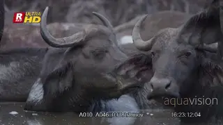 Herd of Cape Buffalo laying in a body of water and ruminating.