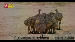 Ostrich chicks drinking water and eating sand out of a dugout the mom made for them