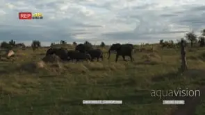 African Elephant herd with calves walking on Savannah WS PAN HAND