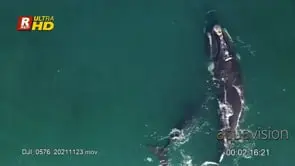 Adult female Southern right whale and a young swimming and lob tailing